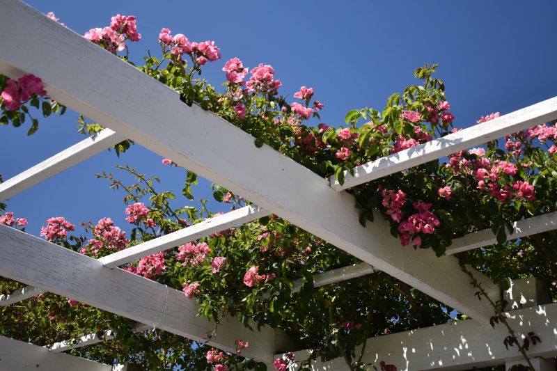 Grape Trellis Installation in Conroe, TX
